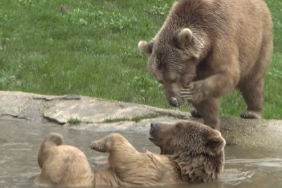 Barınaktan kaçan ve 30 saattir kayıp olan ayı halen aranıyor