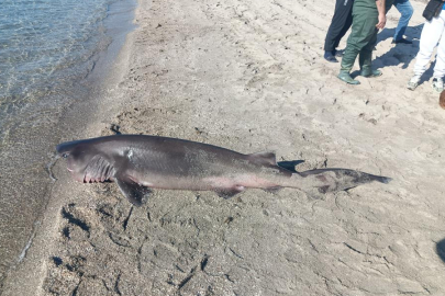 Sahilde köpek balığı bulundu