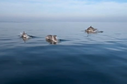 Balık tutmaya gitti, yunusları görünce her şeyi unuttu