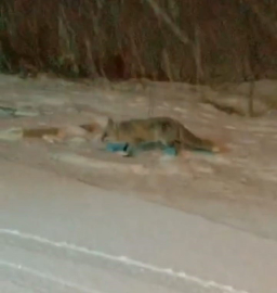 Bilecik’te aç kalan tilkiler yerleşim yerlerine indiler