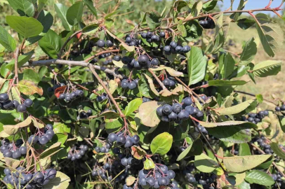 Çiftçinin aronyoları, öğrencilerin elinde reçele dönüştü