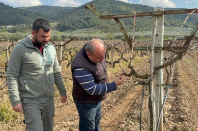 İznik Ovası'nı don vurdu