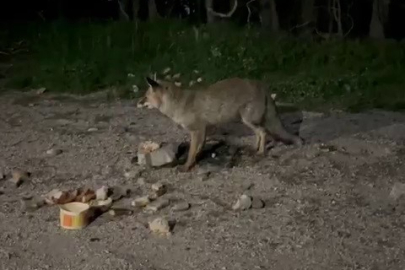 Uludağ'da tilkileri besledi, o anları kayda aldı