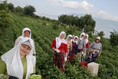 Damaklarda iz bırakan 'nazende' fasulyesinin hasadına başlandı
