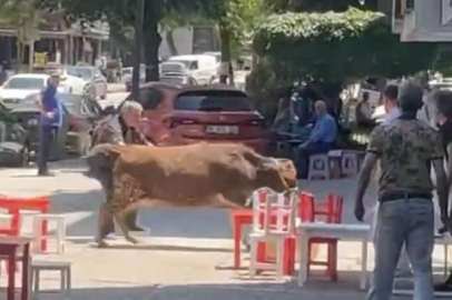 Bursa’da dana ipi kopardı, şehirde mini maraton başladı