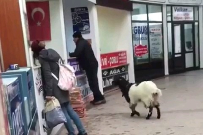 Sahibinden kaçan keçi, rakip firmanın dükkanını soydu