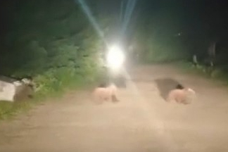 Uludağ’da ayı ailesinin yoldan geçişi görüntülendi