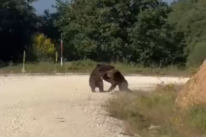 Yolun ortasında güreşe tutuşan ayılar, uçurumdan yuvarlandı
