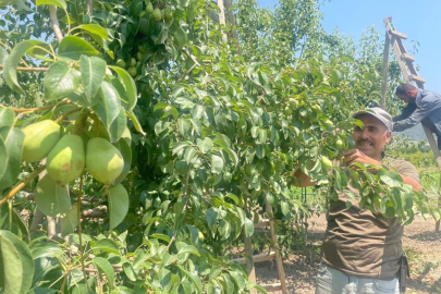 Armut dalda kilosu 40 lira