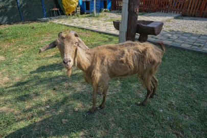 İzmir’de yangından kurtarılan hayvanlar Bursa’da tedaviye alındı
