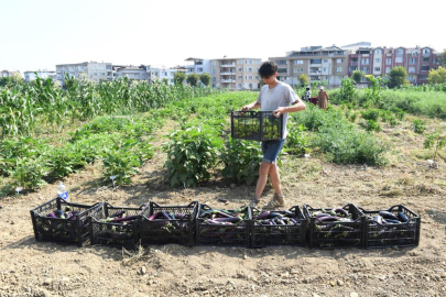 Osmangazi Gazi Tarım’da hasat zamanı
