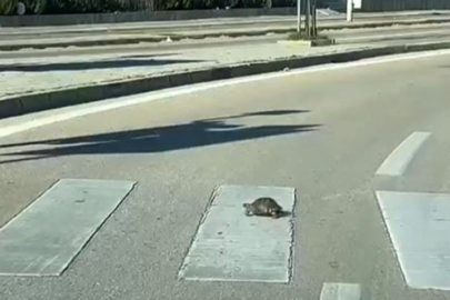 Kaplumbağa yaya geçidinden geçti, kurallara uymasıyla vatandaşlara örnek oldu
