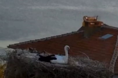 Yaren Leylek depremi önceden hissetti