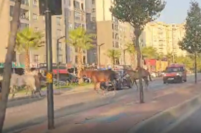 Bursa'da atlar yolu bastı! Gören dönüp bir daha baktı!