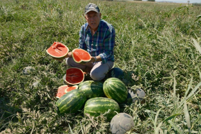 Sözleşmeli karpuz ekti 3 bin 500 ton tarlada kaldı