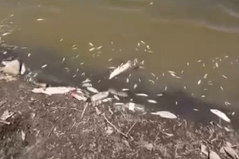 Bursa'da acı tablo, yüzlerce balık kıyıya vurdu