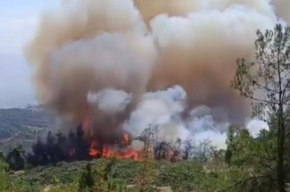 Bursa Valiliği: "Osmangazi'deki orman yangını kontrol altına alındı"