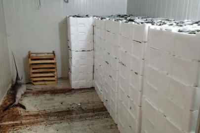 Kilolarca balığa el konuldu