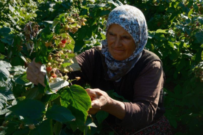 Türkiye'nin ihtiyacını Dağ Yöresinin  iki ilçesi  üretiyor