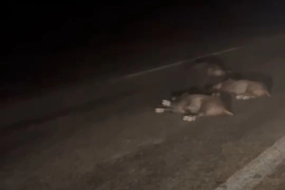 Bursa’da yola atlayan domuz sürüsü telef oldu