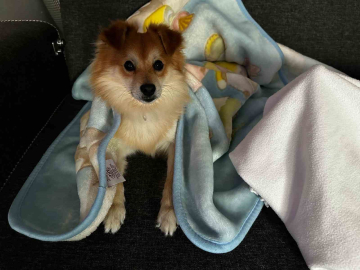 "Pablo"yu bulana 50 bin lira ödül verecekler