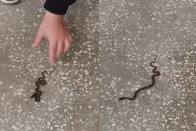Okul koridorunda yılan paniği