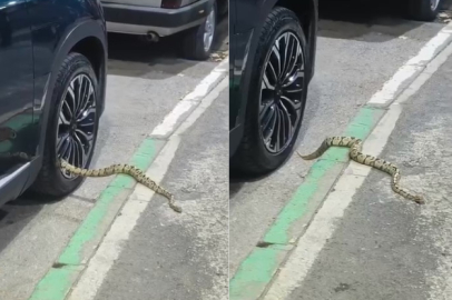 Bursa’da otomobilin jantından yılan çıktı
