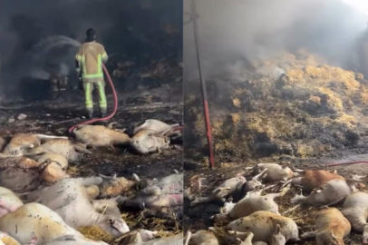 Mudanya'da ahır ve samanlık yangınında 170 hayvan küle döndü,