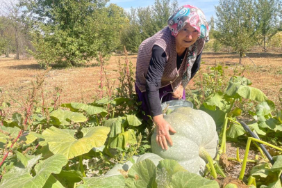 Hayvan gübresiyle 40 kilograma ulaşan kabaklarını taşımakta zorlandı
