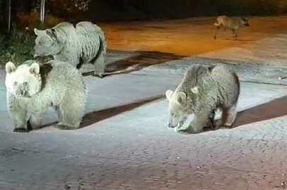 Dağcılar Uludağ'da ayılarla burun buruna geldi