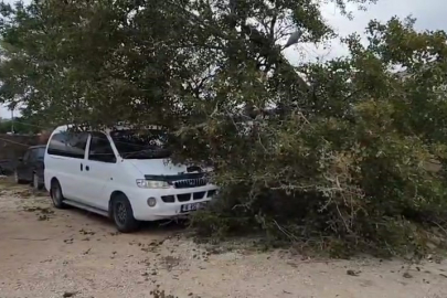 Lodosda Devrilen Ağaç ve Elektrik Direği Araçlara Zarar Verdi