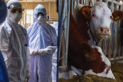 Türkiye'de yeniden görüldü! 'Deli dana' vakası ortaya çıktı!