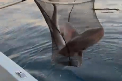 Gemlik Körfezi’nde balıkçıların oltasına köpek balığı takıldı