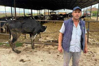 Yenişehirli Üreticinin Feryadı: Şap Vurdu, 8 Buzağı Öldü, 130 Sığır Kesime Gitti!