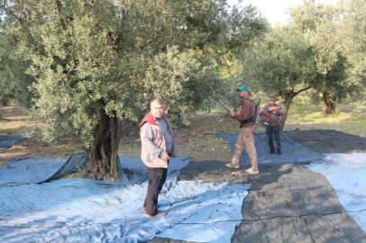 Zeytin hasadı başladı, Marmarabirlik'ten 70 bin tonluk alım ve 50 milyon dolarlık ihracat hedefi