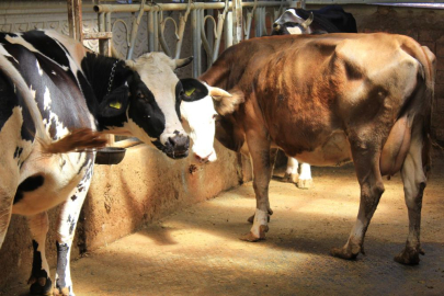 Şap hastalığına karşı doğru bilinen yanlışlar! Prof. Dr. Şentürk anlattı