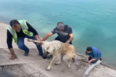 Tatile Çıkan Bursalı Ailenin Atatürk Barajı'nda Köpek Kurtarma Operasyonu!