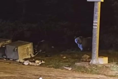 Uludağ'da kış uykusuna yatmayan ayılar, çöp konteynerlerini talan etti