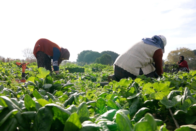 Osmangazi'de ilaçsız Ispanaklar Kent Lokantalarına Ulaştı