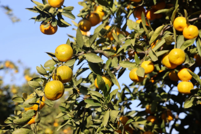 "Tarlada 2, markette 30 TL"