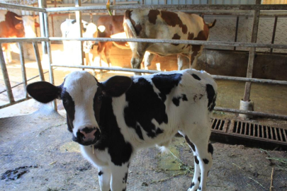 Et fiyatları yükselecek" Şap yüzünden beside yüzde 30 kayıp tahmin ediliyor