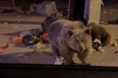 Uludağ’da ayı ailesine sucuk ziyafeti çekerken saldırıya uğradı