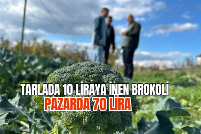 Tarlada 10 liraya inen brokoli pazarda 70 liraya satılıyor