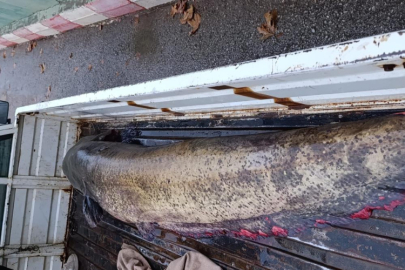 Yakalanan 65 kiloluk dev balık, görenleri şaşkına çevirdi