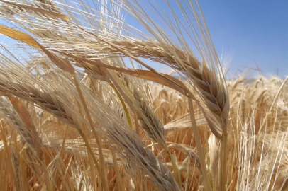 Kuraklık arpa ekimini artırdı