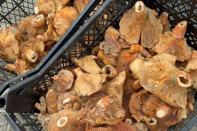 Yağmur yağdı, fiyatı 300 liradan 100 liraya düştü