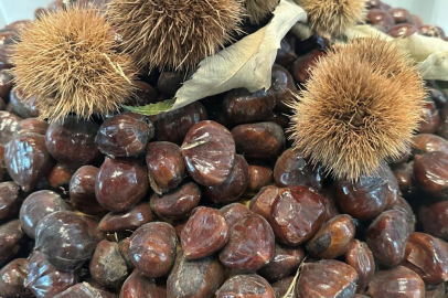 “Kestanenin Geleceği Tehlikede: Üreticiler ve Bilim İnsanları Bursa’da Buluştu”