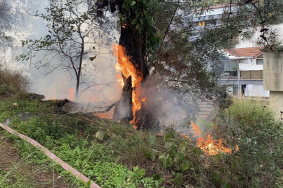 Çamlık alanda çıkan yangın büyümeden söndürüldü