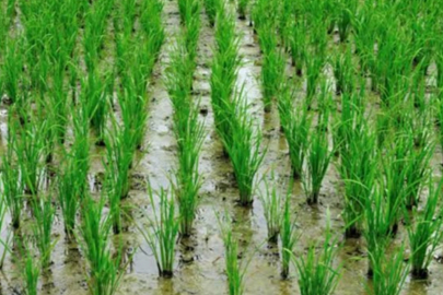 Karacabey'de çeltik ekimi yasaklandı