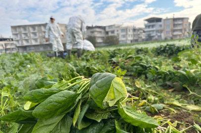 Ata tohumundan ilaç kullanılmadan üretiliyor, Kent Lokantası'ndaki yemeklerde kullanılıyor